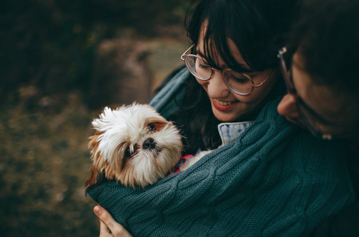 pet relocation